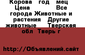 Корова 1 год 4 мец › Цена ­ 27 000 - Все города Животные и растения » Другие животные   . Тверская обл.,Тверь г.